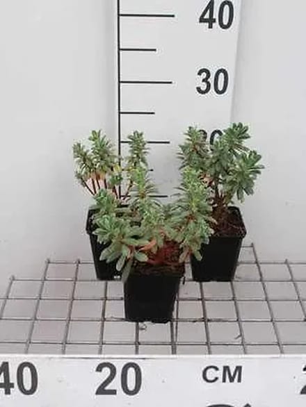 6x Wolfsmelk - Euphorbia char. 'Portugese Velvet' | 9x9 cm pot