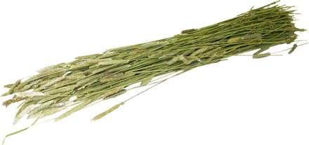Jr Farm Timothee-Oogst - Ruwvoer - 16x6x65 cm 80 g