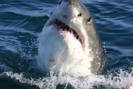 Fotobehang - Shark 375x250cm - Vliesbehang