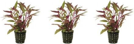 Levende aquariumplant althernanthera rosaefolia 5cm pot - per 3 stuks