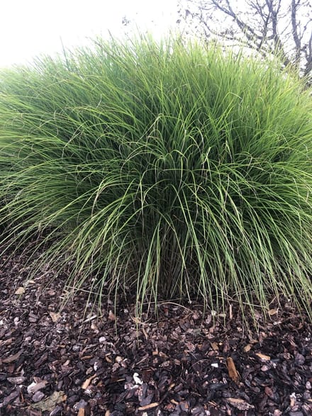 12 x Miscanthus sinensis Gracillimus - Prachtriet in 9x9cm pot