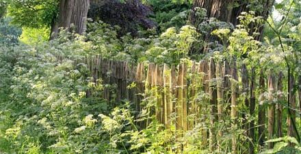 Fotobehang van romantisch oud Hekje met Fluitekruid 450 x 260 cm - € 295,--