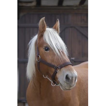 NORTON PRO TREKPAARDHALSTER NYLON Bruin