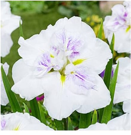 Moerings Iris Ensata Dinner Plate Cupcake | Japanese Iris | In 11CM pot