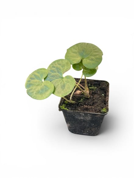 6x Mansoor - Asarum europaeum | 9x9 cm pot