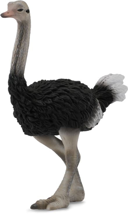 COLLECTA Figurine - Struisvogel - (L) - Wilde Dieren - Handgeschilderd - Miniatuur