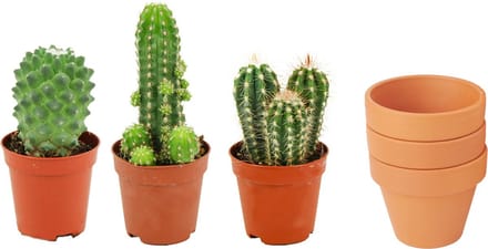 ZynesFlora - Mini Cactus Mix - 3 Stuks - Ø 8,1 cm Terracotta Bloempotten - 5-10 cm