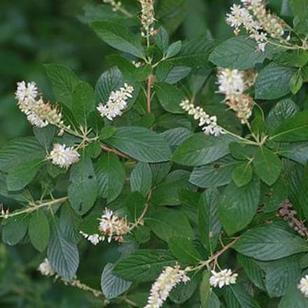 Clethra Alnifolia - Schijnels 50-60 cm in pot