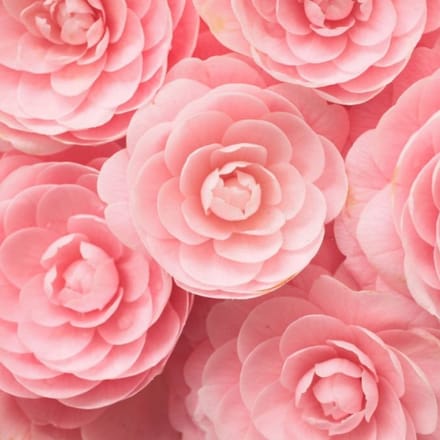 Geurolie - Zoete Camellia - 100 ml