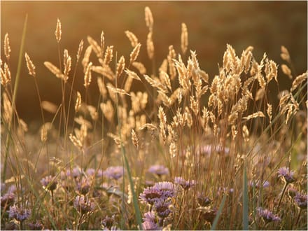 Fotobehang - Awakening ceral field.