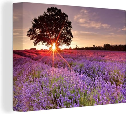 Canvas Schilderij Een lavendelveld met boom bij zonsondergang - 40x30 cm - Wanddecoratie