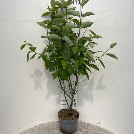 Plants Online BV - Planten - Tuinplanten - Heesters - Set van 1 - Cornus alba