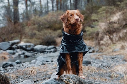 Hurtta Monsoon Coat - Blackberry - 35 cm