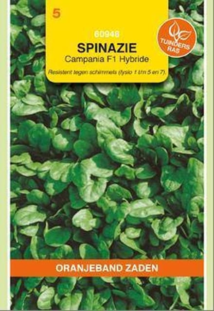 Oranjebandzaden -  Spinazie Campania F1, 15g