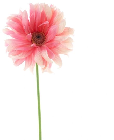 Erutan avon - Gerbera spray Lotte pink 76 cm