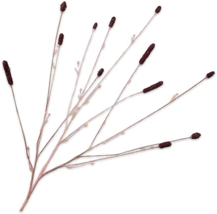 Pimpernel tak paars 84 cm