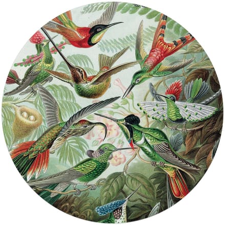 Glasschilderij Hummingbirds - Ø 70 - Glas - REINDERS