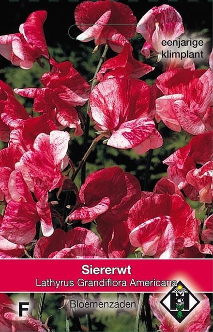 2 stuks Van Hemert & Co Lathyrus odoratus Americana