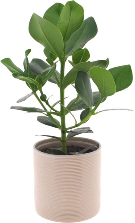 Clusia rosea Princess | 35cm | met gebroken witte keramieken pot