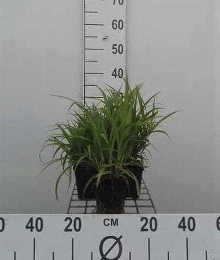 6x Hangende Zegge - Carex pendula | 9x9 cm pot