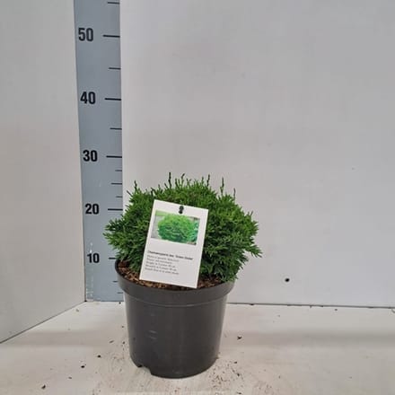 Chamaecyparis law. 'Green Globe' - Schijncipres | 20-25 cm pot