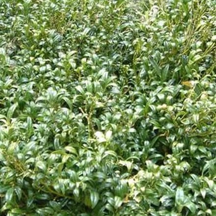 Sarcococca Hookeriana - Vleesbes 20-25 cm in pot