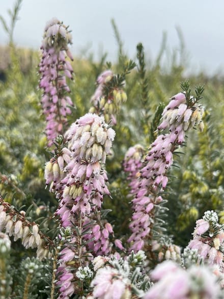Winterheide Roze - 6 Stuks - Erica darleyensis 'Darley Dale' - 1.5L