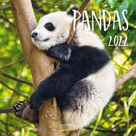 Korsch Verlag Wandkalender 2022 Pandas 30 X 30 Cm Papier