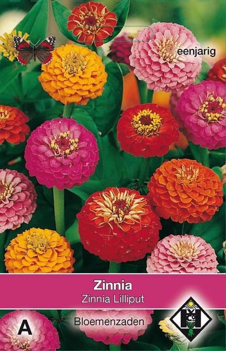 2 stuks Van Hemert & Co Zinnia elegans Lilliput