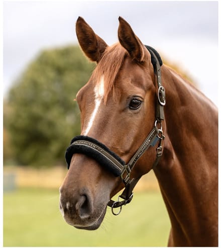 Waldhausen Halster Elegant - Paardenhalster - Groen Warmbloed