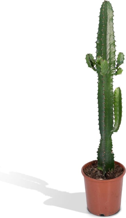 Hello Plants Euphorbia Acruensis Wolfsmelk - Ø 17 cm - Hoogte: 50 cm - Cactus Cowboycactus