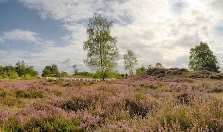 Fotobehang Heide Maasduinen 450 x 260 cm - € 295,--