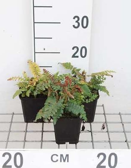 6x Hulstvaren , Glansschildvaren , - Polystichum polyblepharum | 9x9 cm pot