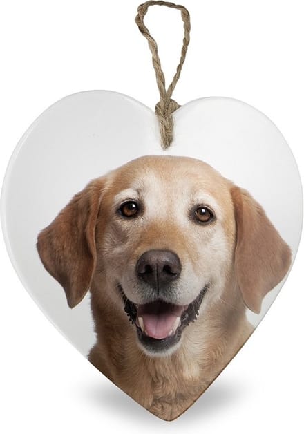 Labrador Retriever hond - hart - vrienden voor het leven
