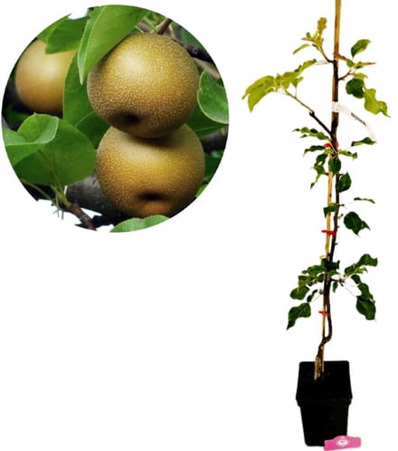 Pyrus pyrifolia ‘Nijisseiki’, Japanse Nashipeer, 5 liter pot