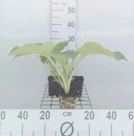 6x Hartlelie - Hosta hybr. 'Blue Angel' | 9x9 cm pot