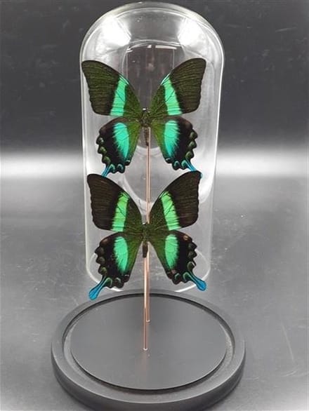 Stolp met Papilio Blumei (2)