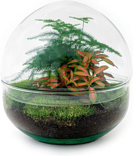 Doe-het-zelf plantenterrarium - Dome Red - Hoogte 20 cm