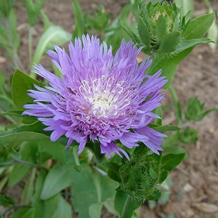 6 x Stokesia Laevis - Stokkruid pot 9x9cm