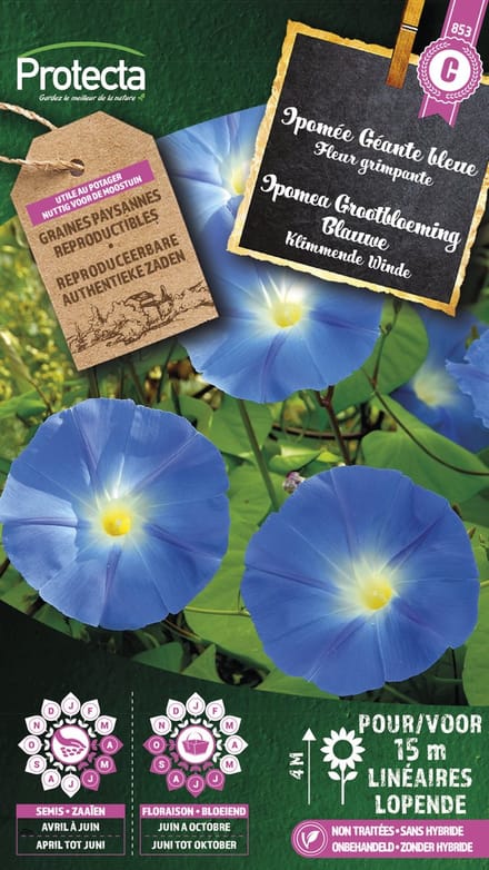 Protecta Bloemen zaden: Klimmende Winde Grootbloemig Blauwe | Ipomoea tricolor