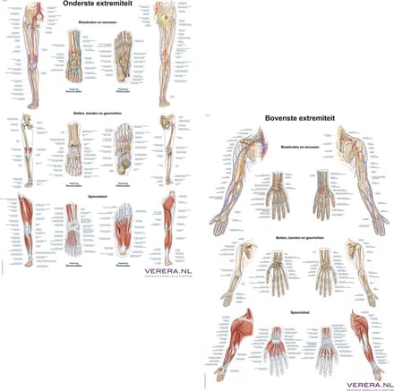 Het menselijk lichaam - anatomie posters bovenste en onderste extremiteit (Nederlands/Latijn, papier, 50x70 cm)