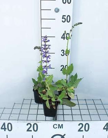 6x Veldsalie - Salvia pratensis | 9x9 cm pot