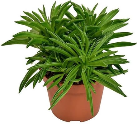 JUNAVERA Peperomia 'Happy Bean' | compacte terrariumplant en kamerplant | 5 cm pot | 15 cm hoog