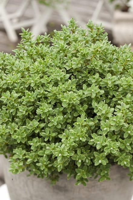 Arbustes de haie - Un ensemble 1 - Hebe pinguifolia 'Sutherlandii' - (2L)