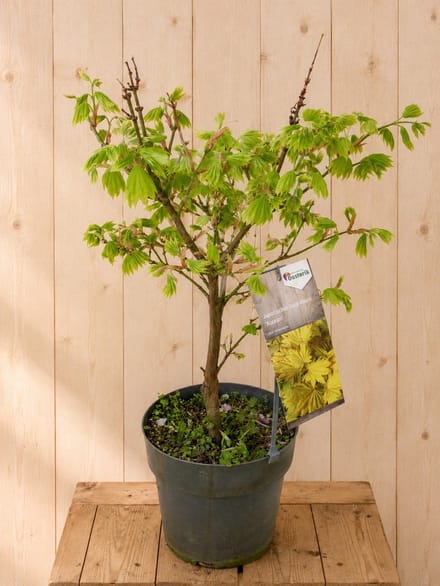 Acer Shirasawanu Japanse Esdoorn 'Aureum' 75 cm Warentuin Natuurlijk