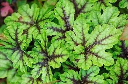 6x Schuimklokje - Heucherella hybr. 'Tapestry' | 9x9 cm pot
