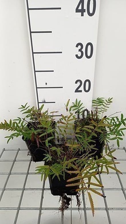 6x Sanguisorba - Sanguisorba tenuif. 'Purpurea' | 9x9 cm pot