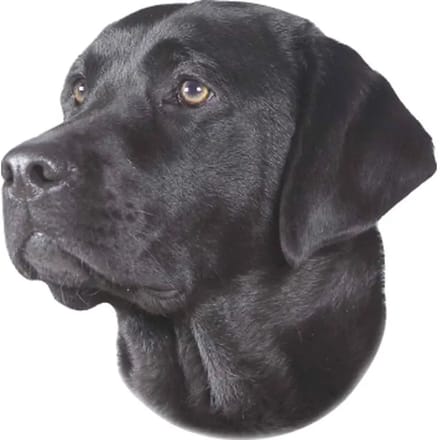 Sticker Nobby Pet Labrador