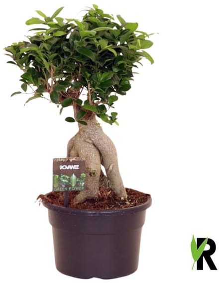 Ficus Microcarpa Ginseng wortel 45 cm – Kamerplant – Vers Van De Kweker – Potmaat Ø23 cm