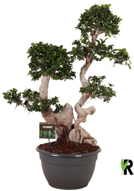 Ficus Microcarpa Dragon root branched 135 cm - Kamerplant - Potmaat Ø40 cm